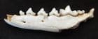 FOX JAW - LATE PLEISTOCENE - FRANCE.