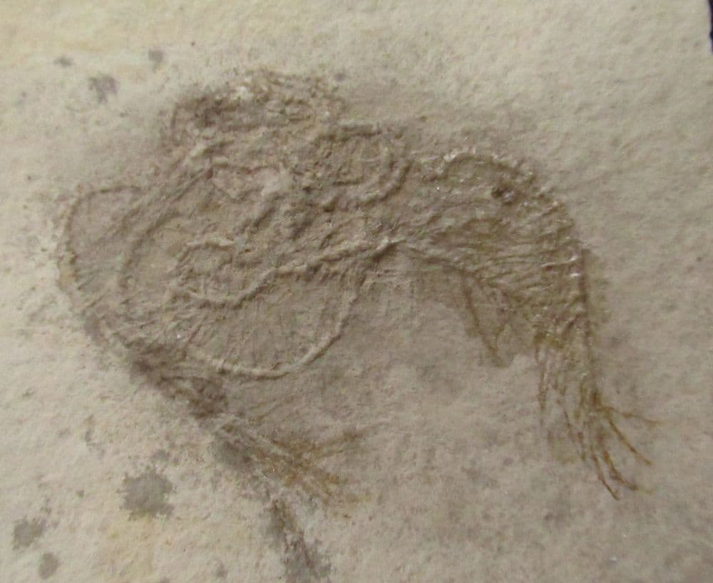 FREE FLOATING CRINOID - PTEROCOMA PINNATA - JURASSIC SOLNHOFEN BAVARIA