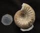 FREE STANDING STEPHANOCERAS (NORMANNITES) QUENSTEDTI - JURASSIC, DORSET. 30.00