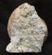 FREE STANDING STEPHANOCERAS (NORMANNITES) QUENSTEDTI - JURASSIC, DORSET. 30.00