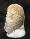 FREE STANDING STEPHANOCERAS (NORMANNITES) QUENSTEDTI - JURASSIC, DORSET. 30.00
