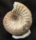 FREE STANDING STEPHANOCERAS (NORMANNITES) QUENSTEDTI - JURASSIC, DORSET. 30.00