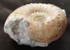 FREE STANDING STEPHANOCERAS (NORMANNITES) QUENSTEDTI - JURASSIC, DORSET. 30.00