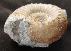 FREE STANDING STEPHANOCERAS (NORMANNITES) QUENSTEDTI - JURASSIC, DORSET. 30.00