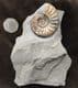 FREESTANDING DISPLAY ASTEROCERAS - JURASSIC,LYME REGIS.