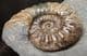 FREESTANDING DISPLAY ASTEROCERAS - JURASSIC,LYME REGIS.