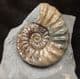 FREESTANDING DISPLAY ASTEROCERAS - JURASSIC,LYME REGIS.