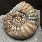 FREESTANDING DISPLAY ASTEROCERAS - JURASSIC,LYME REGIS.