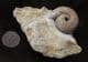 FREESTANDING DISPLAY CHONDROCERAS - JURASSIC, DORSET.