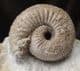 FREESTANDING DISPLAY CHONDROCERAS - JURASSIC, DORSET.