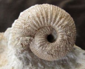 FREESTANDING DISPLAY CHONDROCERAS - JURASSIC, DORSET.