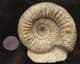 FREESTANDING DISPLAY STEPHANOCERAS - JURASSIC, DORSET.