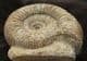 FREESTANDING DISPLAY STEPHANOCERAS - JURASSIC, DORSET.