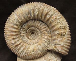 FREESTANDING DISPLAY STEPHANOCERAS - JURASSIC, DORSET.