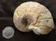 FREESTANDING NAUTILUS - JURASSIC, DORSET.