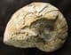 FREESTANDING NAUTILUS - JURASSIC, DORSET.