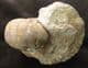 FREESTANDING NAUTILUS - JURASSIC, DORSET.