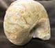 FREESTANDING NAUTILUS - JURASSIC, DORSET.