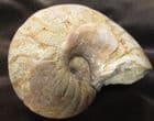 FREESTANDING NAUTILUS - JURASSIC, DORSET.