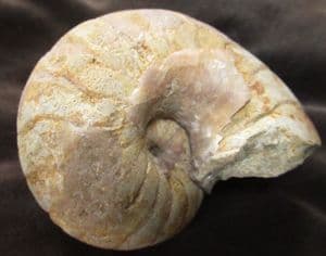 FREESTANDING NAUTILUS - JURASSIC, DORSET.