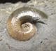 GALATICERAS JACKSONI - JURASSIC, LYME REGIS.