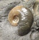 GALATICERAS JACKSONI - JURASSIC, LYME REGIS.