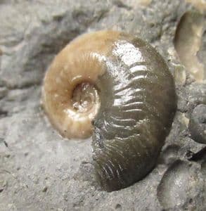 GALATICERAS JACKSONI - JURASSIC, LYME REGIS.