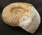 GARANTIANA GARANTIANA - JURASSIC, DORSET.