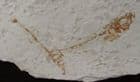 GASTEROSTEUS DORYSSUS - PLIOCENE, NEVADA, USA.