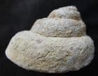 GASTROPOD INTERNAL CAST - JURASSIC, GLOUCESTERSHIRE.