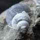 GASTROPOD ON MATRIX - JURASSIC, GLOUCESTERSHIRE.