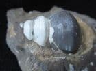GASTROPOD ON MATRIX - JURASSIC, GLOUCESTERSHIRE.