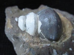 GASTROPOD ON MATRIX - JURASSIC, GLOUCESTERSHIRE.