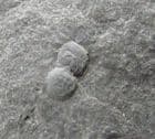 GERAGNOSTUS CALLAVEI - LOWER ORDOVICIAN, NORTH WALES.