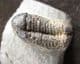 GERASTOS CATERVUS- DEVONIAN, FRANCE.