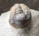 GERASTOS CATERVUS- DEVONIAN, FRANCE.
