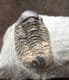 GERASTOS CATERVUS- DEVONIAN, FRANCE.