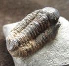GERASTOS CATERVUS- DEVONIAN, FRANCE.