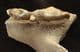 GERONTIC CAVE BEAR - PART OF THE MAXILLA BONE WITH WORN DOWN TEETH - PLEISTOCENE, ROMANIA.