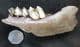 GIANT IRISH ELK PARTIAL JAW WITH 2 TEETH - PLEISTOCENE, POLAND.
