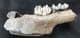 GIANT IRISH ELK PARTIAL JAW WITH 2 TEETH - PLEISTOCENE, POLAND.