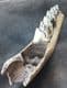 GIANT IRISH ELK PARTIAL JAW WITH 2 TEETH - PLEISTOCENE, POLAND.