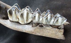 GIANT IRISH ELK PARTIAL JAW WITH 2 TEETH - PLEISTOCENE, POLAND.