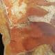 GLOSSOPTERIS LEAF LITTER - PERMIAN, AUSTRALIA.