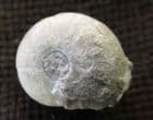 GONIATITE SHOWING CONSTRICTIONS - CARBONIFEROUS, DERBYSHIRE.