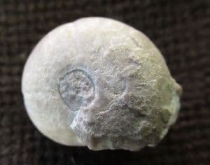 GONIATITE SHOWING CONSTRICTIONS - CARBONIFEROUS, DERBYSHIRE.