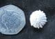 GONIOPYGUS DELPHINENSIS - LOWER CRETACEOUS, SPAIN.