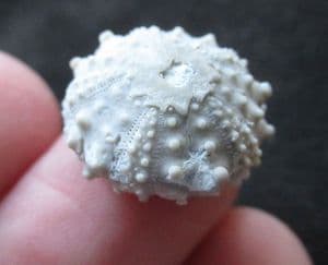 GONIOPYGUS DELPHINENSIS - LOWER CRETACEOUS, SPAIN.