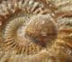 GRAMMOCERAS THOUARENSE - COTSWOLD CEPHALOPOD BED, GLOUCESTERSHIRE.