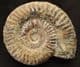 GRAMMOCERAS THOUARENSE - COTSWOLD CEPHALOPOD BED, GLOUCESTERSHIRE.